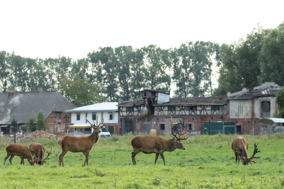 Rotwildrudel, Ställe, Wiese, Pappel