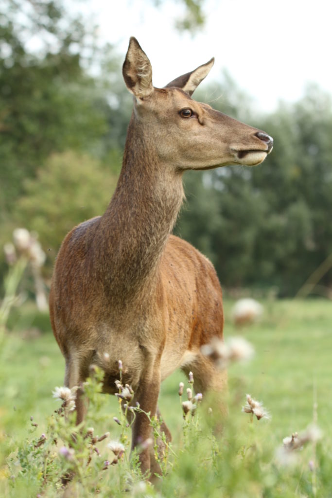 Hirsch, Rotwild, Kuh, Alttier