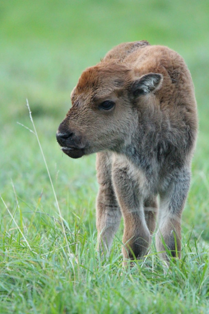 Bisonkalb, Jungtier, Kälbchen
