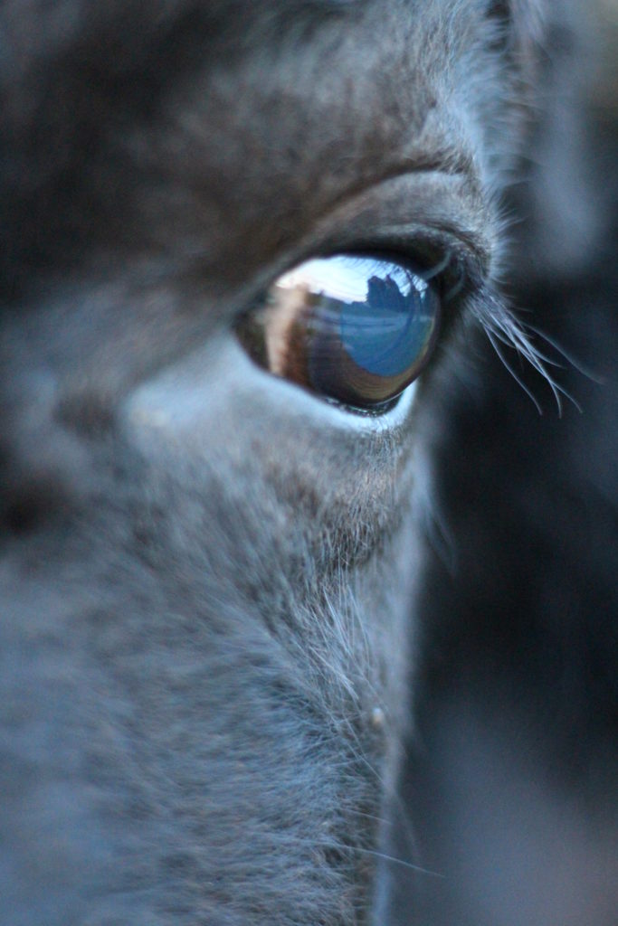 Bisonauge, Auge, Fell, Büffel, Bison