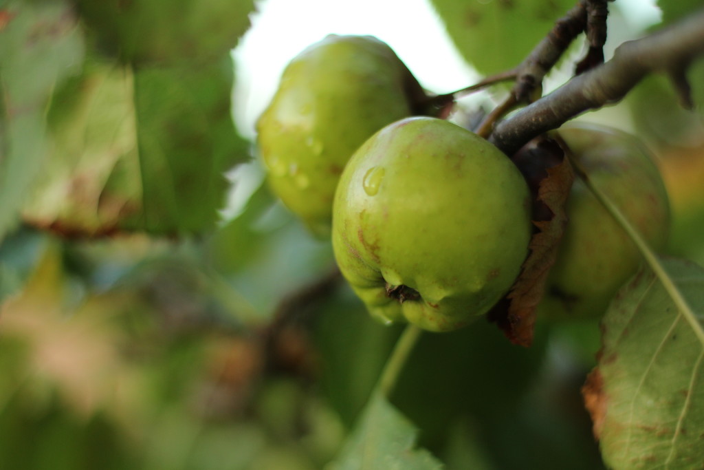 Wassertropfen, Apfel