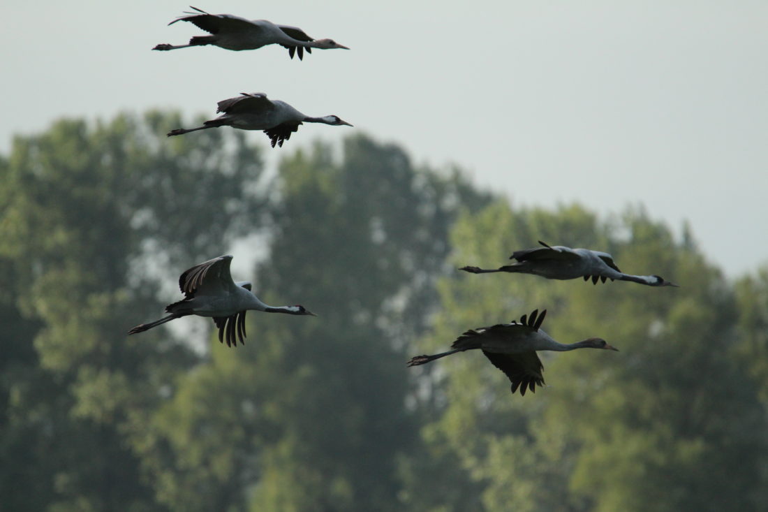 Flieger, Vogel, Kraniche