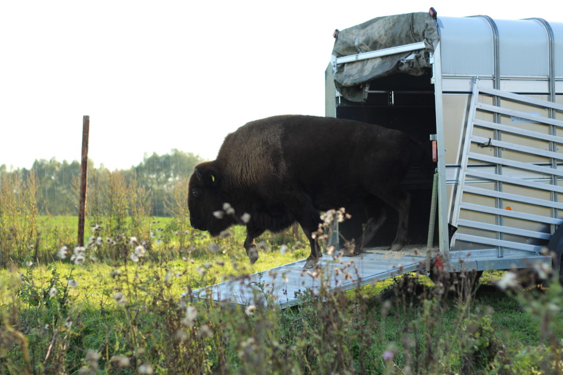 Transport, Bison, Büffel, Lebendtransport