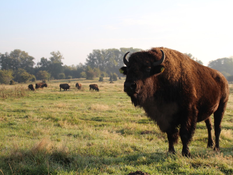 Bisonkuh, Büffelkuh, Büffel, Wiese, Wald, Morgen