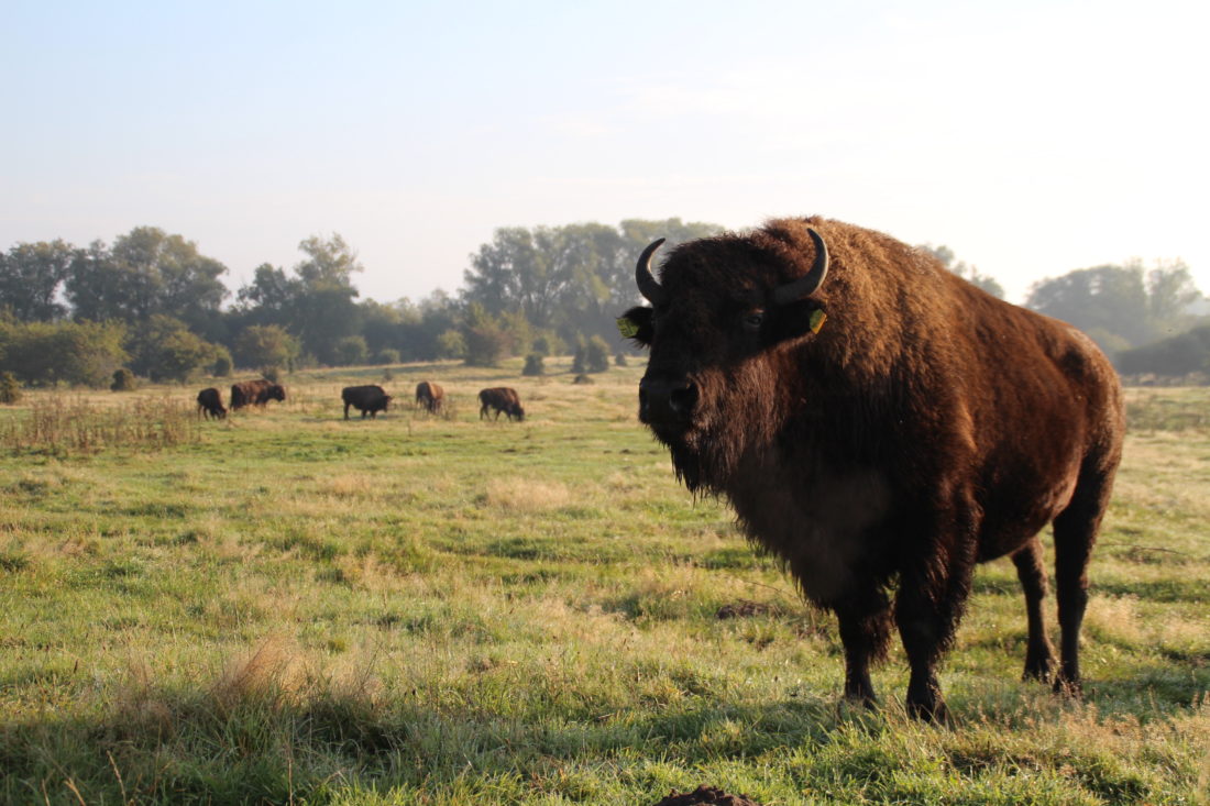 Bisonkuh, Büffelkuh, Büffel, Wiese, Wald, Morgen