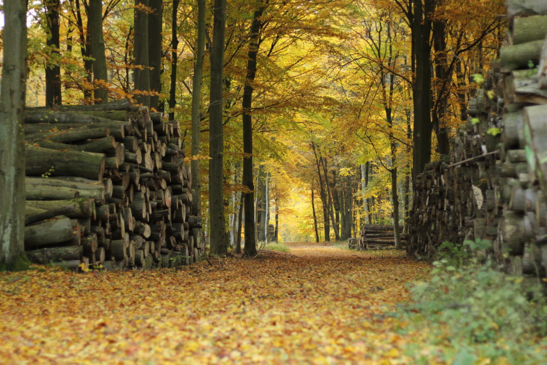 Holz, Wald, Weg, Herbst, Gelb, bunt